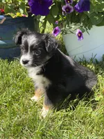 Itsy Bitsy, a female Toy Australian Shepherd for sale in Greencastle, IN – 9 of 10