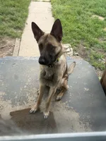Nova, a female Belgian Malinois and German Shepherd Dog for sale in Greencastle, IN – 3 of 3