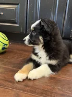Gizmo, a male Miniature Australian Shepherd for sale in Greencastle, IN – 5 of 10