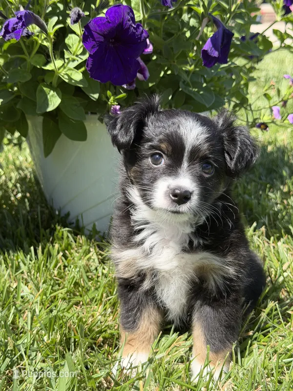 Itsy Bitsy – Toy Australian Shepherd puppy for sale in Greencastle, IN
