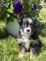 Itsy Bitsy, a female Toy Australian Shepherd for sale in Greencastle, IN – 1 of 10