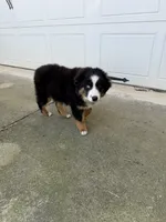 Marco, a male Miniature Australian Shepherd for sale in Greencastle, IN – 8 of 10