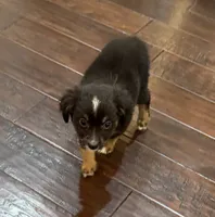 Black Tri 1, a male Toy Australian Shepherd for sale in Greencastle, IN – 2 of 10