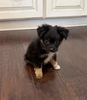 Black Tri 2, a male Toy Australian Shepherd for sale in Greencastle, IN – 9 of 10