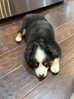 Lolly, a female Miniature Australian Shepherd for sale in Greencastle, IN – 3 of 10