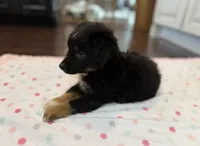 Black Tri 3, a male Toy Australian Shepherd for sale in Greencastle, IN – 9 of 10