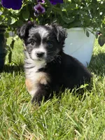 Itsy Bitsy, a female Toy Australian Shepherd for sale in Greencastle, IN – 4 of 10