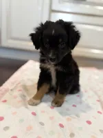 Black Tri 3, a male Toy Australian Shepherd for sale in Greencastle, IN – 5 of 10