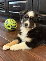 Gizmo, a male Miniature Australian Shepherd for sale in Greencastle, IN – 7 of 10