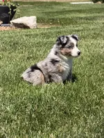 Gus, a male Toy Australian Shepherd for sale in Greencastle, IN – 4 of 10
