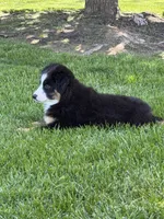 Marco, a male Miniature Australian Shepherd for sale in Greencastle, IN – 6 of 10