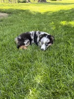 Molly, a female Miniature Australian Shepherd for sale in Greencastle, IN – 4 of 10