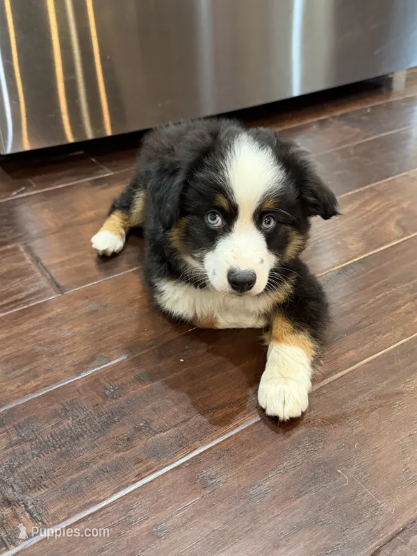 Lolly – Miniature Australian Shepherd puppy for sale in Greencastle, IN