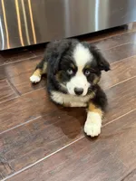 Lolly, a female Miniature Australian Shepherd for sale in Greencastle, IN – 1 of 10