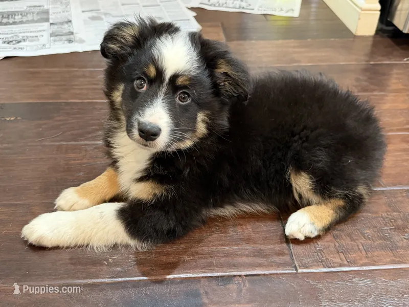 Gizmo – Miniature Australian Shepherd puppy for sale in Greencastle, IN