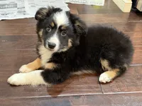 Gizmo, a male Miniature Australian Shepherd for sale in Greencastle, IN – 1 of 10