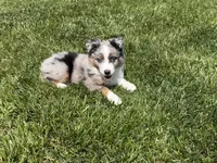 Gus, a male Toy Australian Shepherd for sale in Greencastle, IN – 8 of 10
