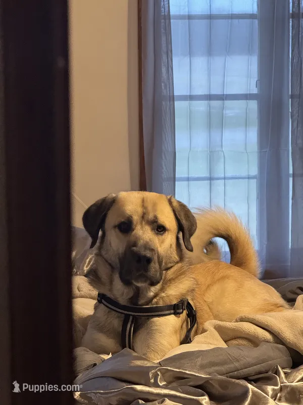 Brodie – Anatolian Shepherd Dog puppy for sale in Greencastle, IN