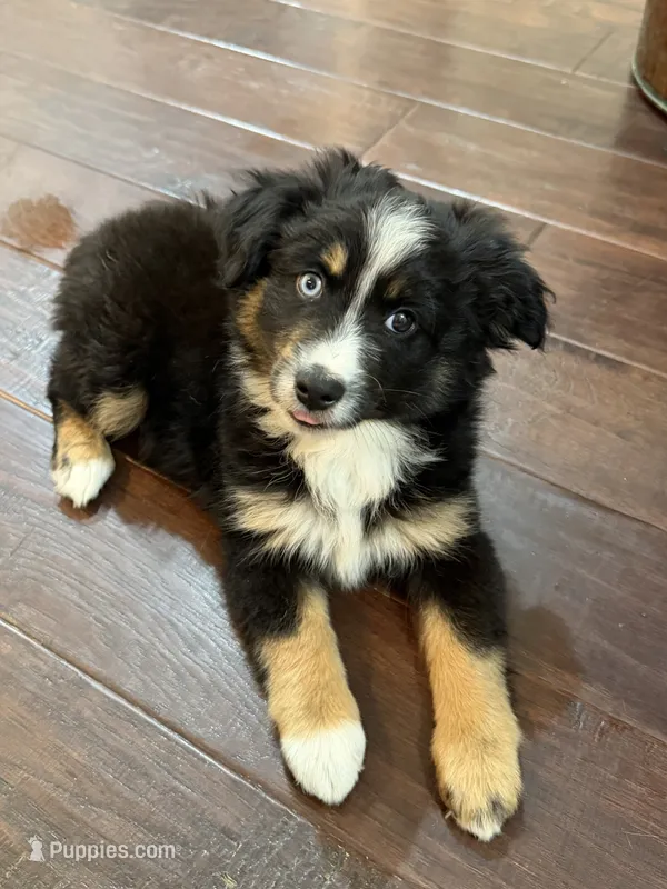 Lucy – Miniature Australian Shepherd puppy for sale in Greencastle, IN