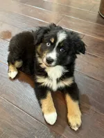 Lucy, a female Miniature Australian Shepherd for sale in Greencastle, IN – 1 of 10