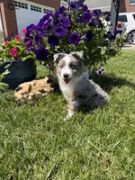 Gus, a male Toy Australian Shepherd for sale in Greencastle, IN – 7 of 10