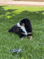 Marco, a male Miniature Australian Shepherd for sale in Greencastle, IN – 4 of 10