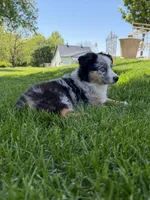 Molly, a female Miniature Australian Shepherd for sale in Greencastle, IN – 2 of 10