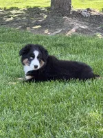 Marco, a male Miniature Australian Shepherd for sale in Greencastle, IN – 5 of 10