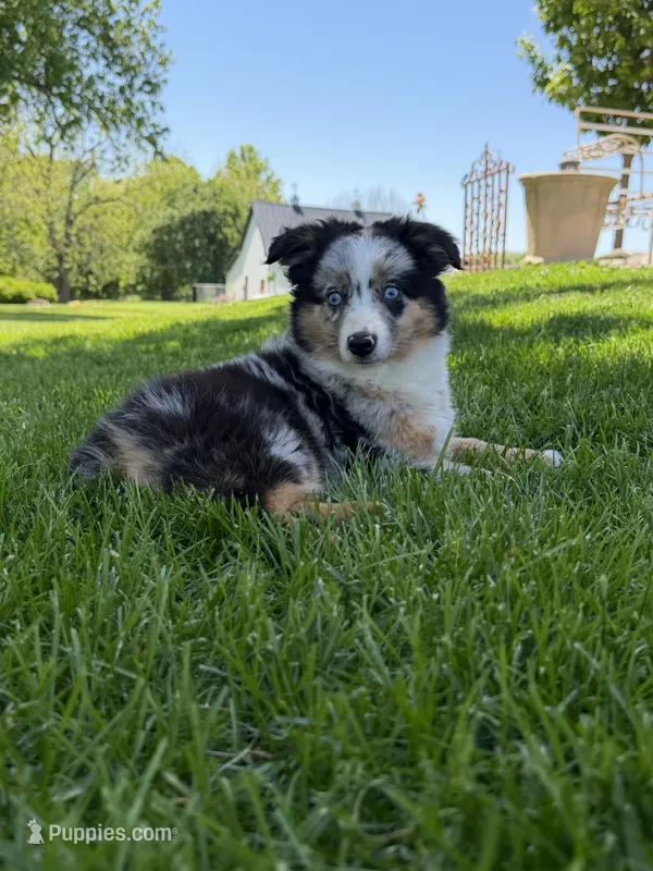 Molly – Miniature Australian Shepherd puppy for sale in Greencastle, IN