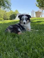 Molly, a female Miniature Australian Shepherd for sale in Greencastle, IN – 1 of 10