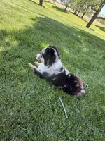 Molly, a female Miniature Australian Shepherd for sale in Greencastle, IN – 10 of 10