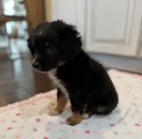 Black Tri 3, a male Toy Australian Shepherd for sale in Greencastle, IN – 2 of 10