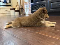 Nola, a female Miniature Australian Shepherd for sale in Greencastle, IN – 4 of 10