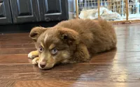 Nola, a female Miniature Australian Shepherd for sale in Greencastle, IN – 2 of 10