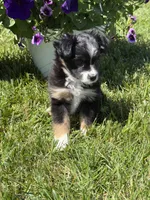 Itsy Bitsy, a female Toy Australian Shepherd for sale in Greencastle, IN – 10 of 10
