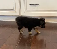 Black Tri 2, a male Toy Australian Shepherd for sale in Greencastle, IN – 4 of 10