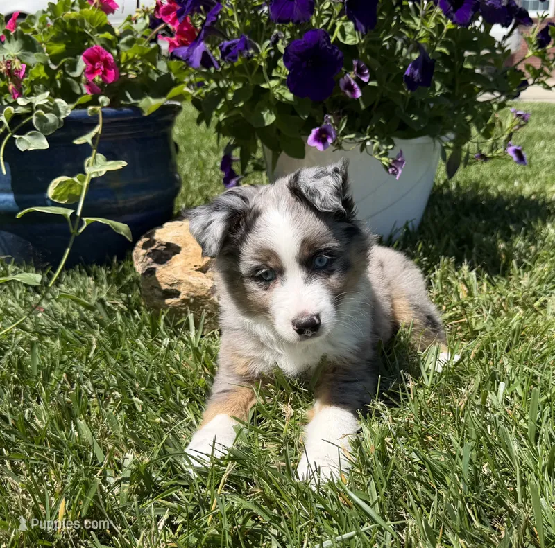 Gus – Toy Australian Shepherd puppy for sale in Greencastle, IN