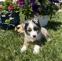 Gus, a male Toy Australian Shepherd for sale in Greencastle, IN – 1 of 10