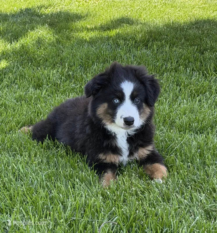 Marco, a male Miniature Australian Shepherd for sale in Greencastle, IN – 1 of 10