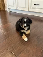 Lucy, a female Miniature Australian Shepherd for sale in Greencastle, IN – 4 of 10