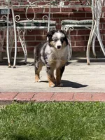Molly, a female Miniature Australian Shepherd for sale in Greencastle, IN – 6 of 10