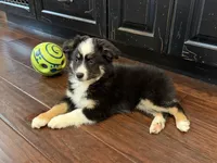 Gizmo, a male Miniature Australian Shepherd for sale in Greencastle, IN – 8 of 10