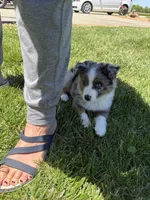 Gus, a male Toy Australian Shepherd for sale in Greencastle, IN – 3 of 10