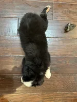 Lolly, a female Miniature Australian Shepherd for sale in Greencastle, IN – 10 of 10
