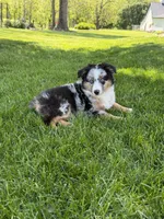 Molly, a female Miniature Australian Shepherd for sale in Greencastle, IN – 3 of 10