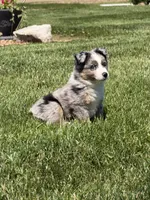 Gus, a male Toy Australian Shepherd for sale in Greencastle, IN – 5 of 10