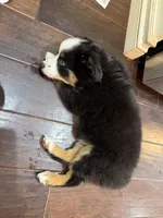 Lolly, a female Miniature Australian Shepherd for sale in Greencastle, IN – 9 of 10