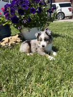Gus, a male Toy Australian Shepherd for sale in Greencastle, IN – 6 of 10
