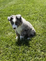 Gus, a male Toy Australian Shepherd for sale in Greencastle, IN – 2 of 10
