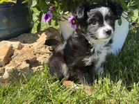 Itsy Bitsy, a female Toy Australian Shepherd for sale in Greencastle, IN – 6 of 10